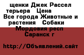 щенки Джек Рассел терьера › Цена ­ 27 000 - Все города Животные и растения » Собаки   . Мордовия респ.,Саранск г.